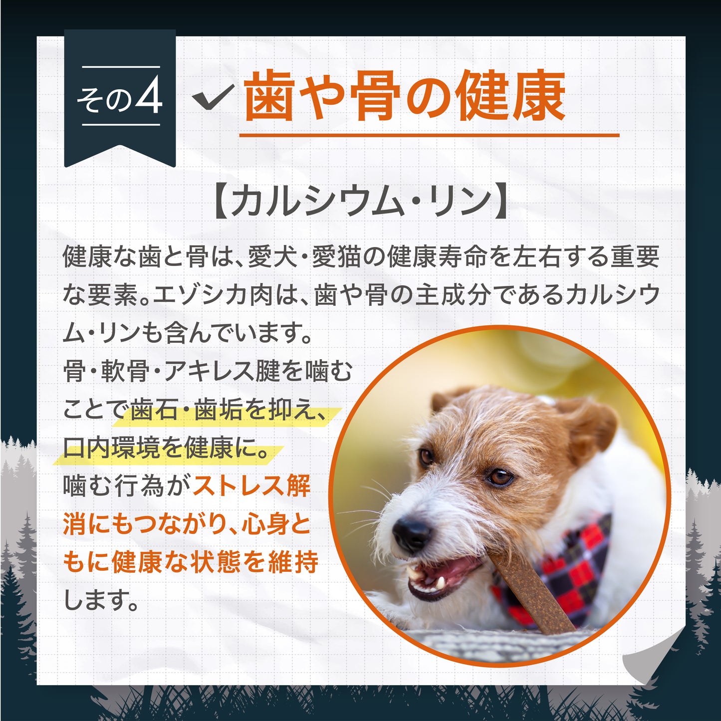 ナチュラルグレイス　エゾシカ　大腿骨　1本