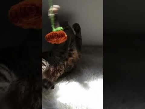 ループ　やさいシリーズ猫用おもちゃ　ロッディーズ　