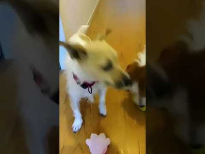 ループ　犬用おもちゃ　プーピーズ　グーグリー