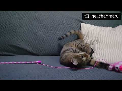 ループ　猫用おもちゃ　ロッディーズ　カシャマウス