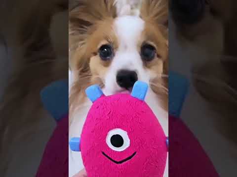 ループ 犬用おもちゃ プーピーズ グーグリー – ルークランオンライン