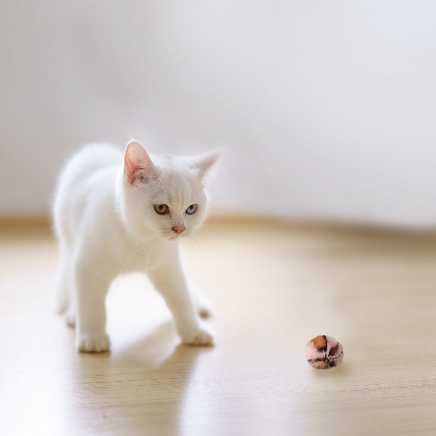 ループ　猫用おもちゃ　ライト　モコボールサファリ