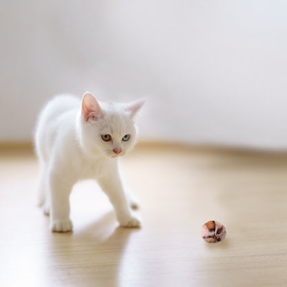ループ　猫用おもちゃ　ライト　モコボールサファリ
