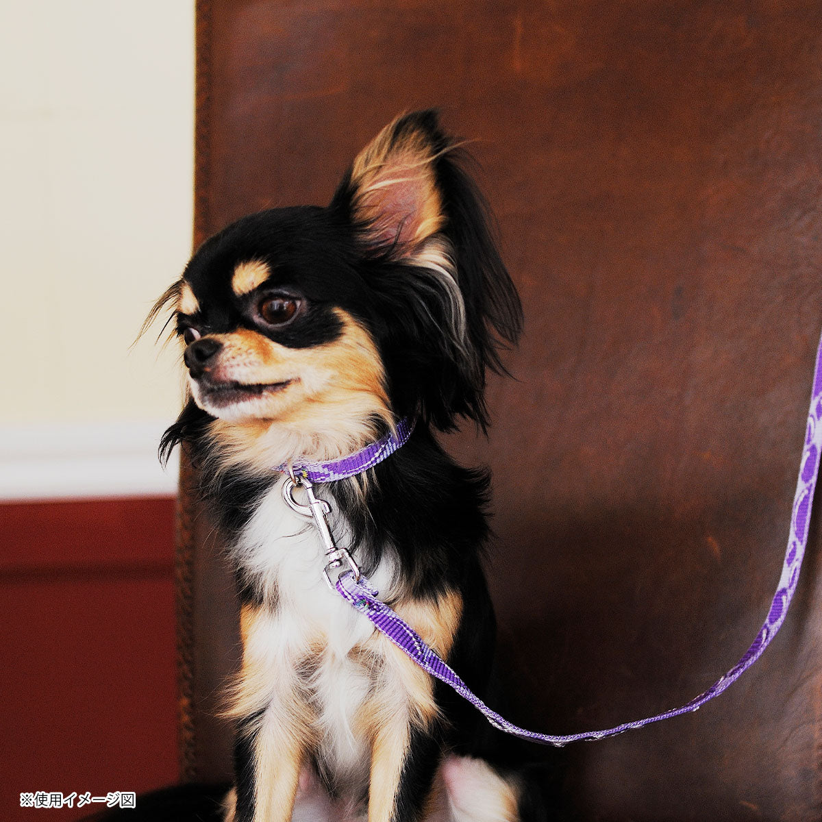 レマタンコカン　犬用首輪　バブルズ(バイオレット)XS