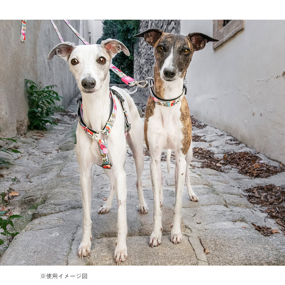 マックスアンドモーリー　犬用リード　ポップガール