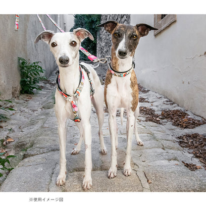 マックスアンドモーリー　犬用リード　ポップガール